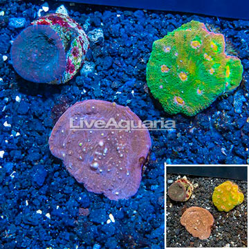 LiveAquaria® Three Pack Cultured Ultra Chalice Coral