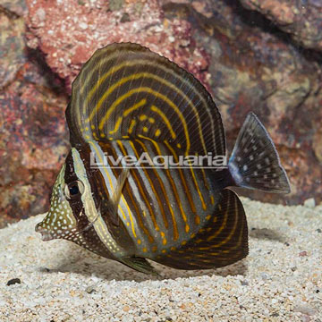 Sailfin Tang, Desjardini