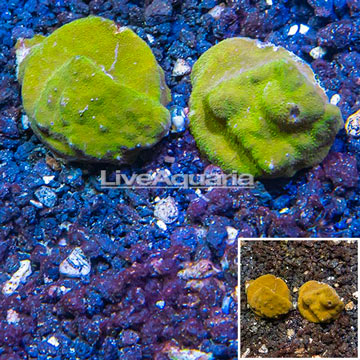 LiveAquaria® Two Pack Cultured Psammacora Coral