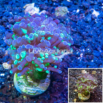 LiveAquaria® Cultured Hammer Coral