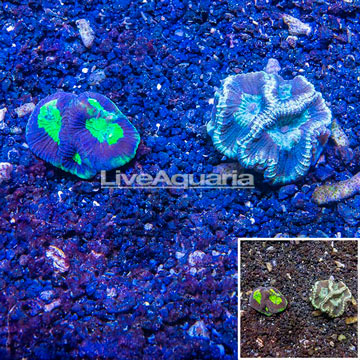 LiveAquaria® Two Pack Cultured Goniastrea Coral