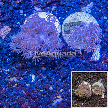 LiveAquaria® Two Pack Cultured Xenia Coral