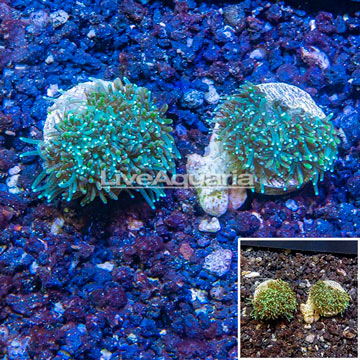 LiveAquaria® Two Pack Cultured Galaxea Coral