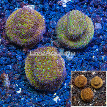 LiveAquaria® Three Pack Cultured Leptoseris Coral