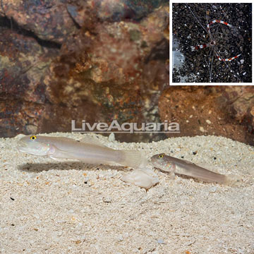 Bluespotted Watchman Goby Pair With Banded Coral Shrimp