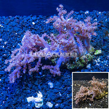 Sinularia Leather Coral Indonesia