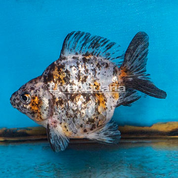 Calico Ryukin Goldfish