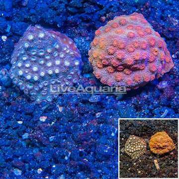 LiveAquaria® Two Pack Cultured Cyphastrea Frag