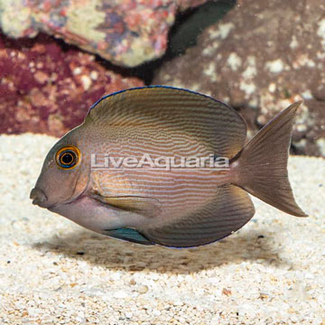 Orange Stripe Bristletooth Tang