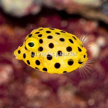 Cubicus Boxfish EXPERT ONLY