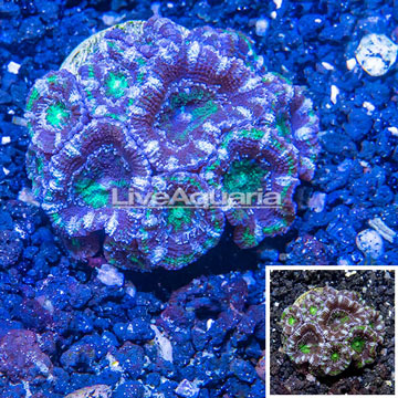 LiveAquaria® Cultured Acan Lord Coral