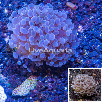 LiveAquaria® Cultured Hammer Coral