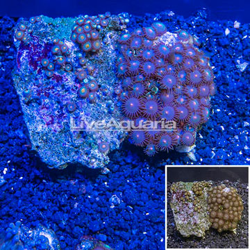 Zoanthus Coral Vietnam