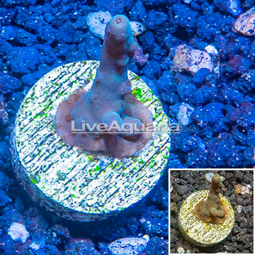 LiveAquaria® Cultured Acropora Coral