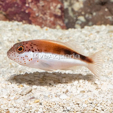 Freckled Hawkfish