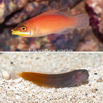 Scarlet Pin Stripe Wrasse and Bicolor Blenny, Pair