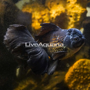 Black Oranda Goldfish