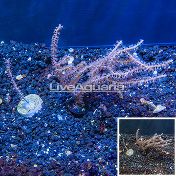 LiveAquaria® Two Pack Cultured Purple Sea Whip