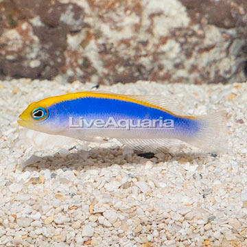 Sunrise Dottyback