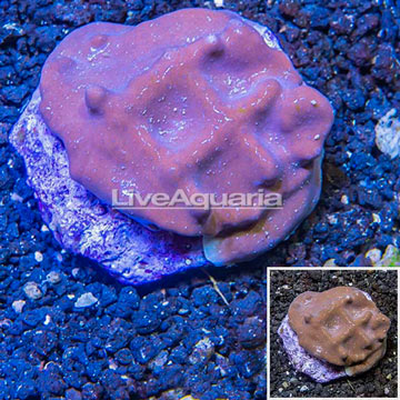 Blue Ridge Coral Indonesia