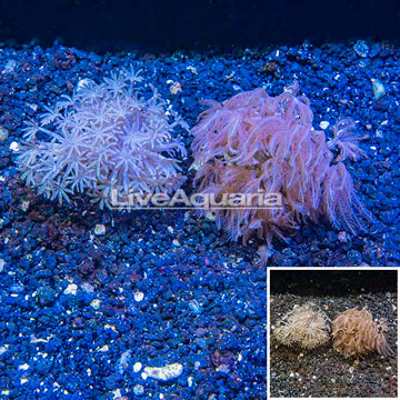 LiveAquaria® Two Pack Cultured Xenia and Glove Polyp Coral