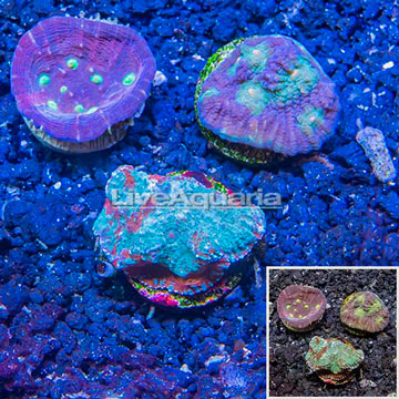 LiveAquaria® Three Pack Cultured Chalice Coral and Acan Brain Coral