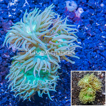 LiveAquaria® Cultured Duncan Coral
