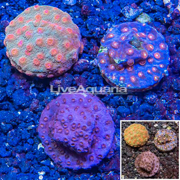 LiveAquaria® Three Pack Cultured Cyphastrea Frag