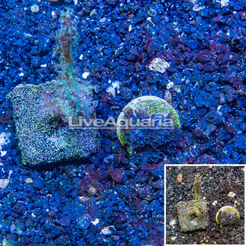 LiveAquaria® Two Pack Cultured Sympodium and Sinularia Coral