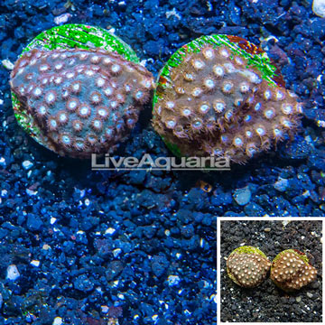 LiveAquaria® Two Pack Cultured Cyphastrea Frag