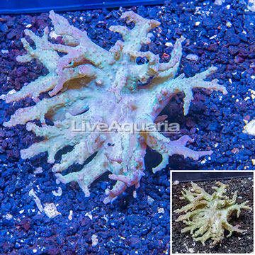 Sinularia Leather Coral Vietnam