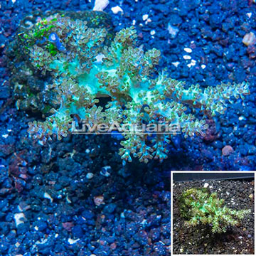 Pineapple Tree Coral Indonesia