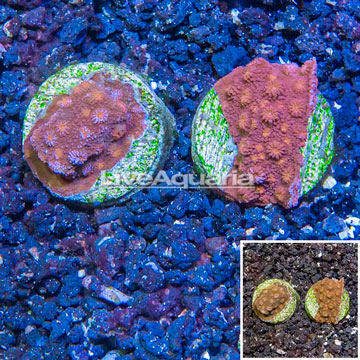 LiveAquaria® Two Pack Cultured Cyphastrea Frag