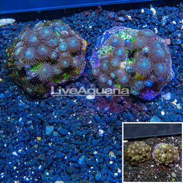 Two Pack Zoanthus Coral Indonesia