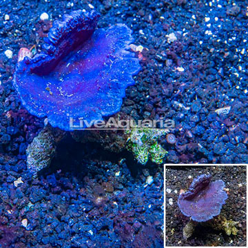 Photosynthetic Plating Blue Sponge Vietnam