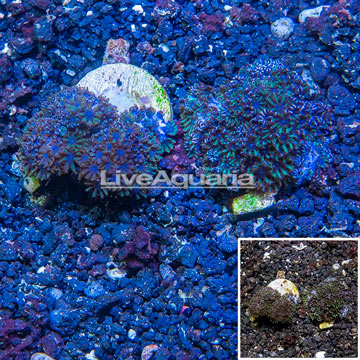 LiveAquaria® Two Pack Cultured Sympodium Coral