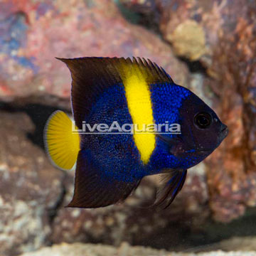 Asfur Angelfish