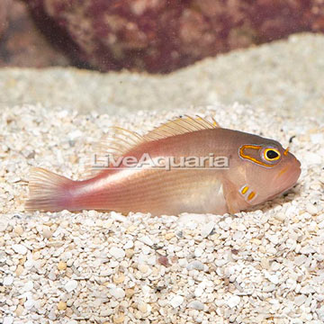 Arc-eye Hawkfish