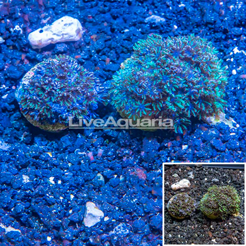 LiveAquaria® Two Pack Cultured Blue Sympodium Coral