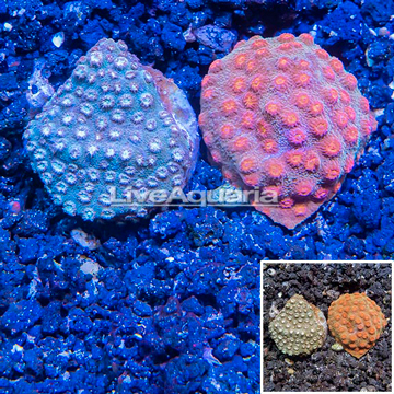 LiveAquaria® Two Pack Cultured Cyphastrea Frag