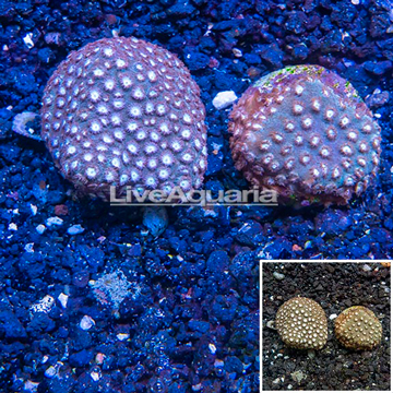 LiveAquaria® Two Pack Cultured Cyphastrea Frag