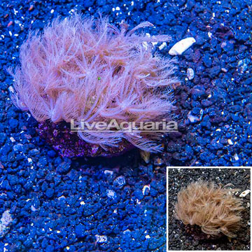 Waving Hand Coral Indonesia