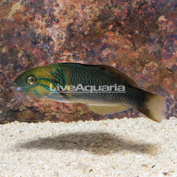 Goldbar Wrasse