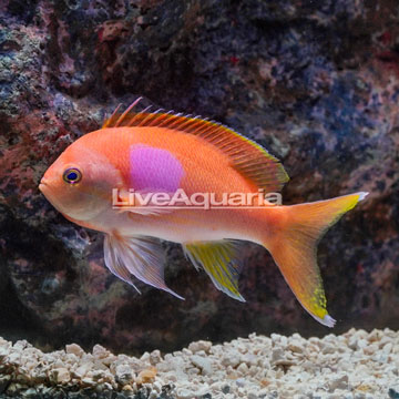 Squareback Anthias