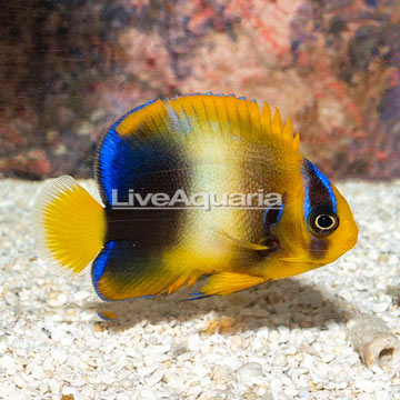 African Angelfish