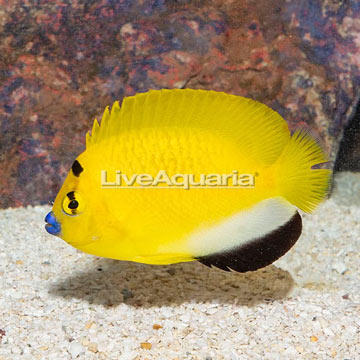 Flagfin Angelfish [Blemish]