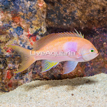 Squareback Anthias, Male