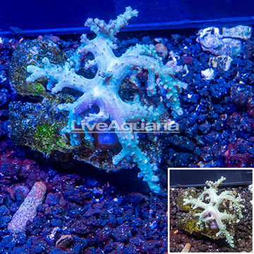 Sinularia Leather Coral Vietnam