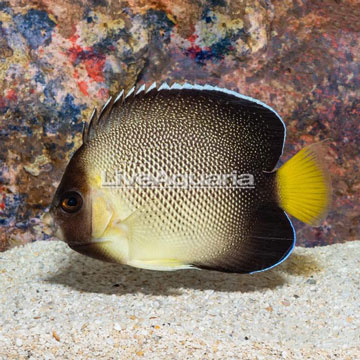 Cream Angelfish