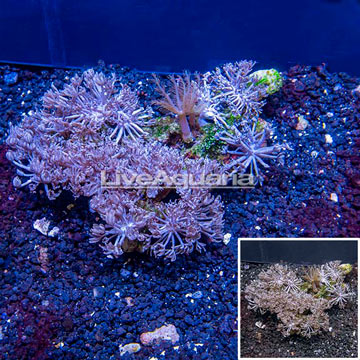 Xenia Coral Indonesia